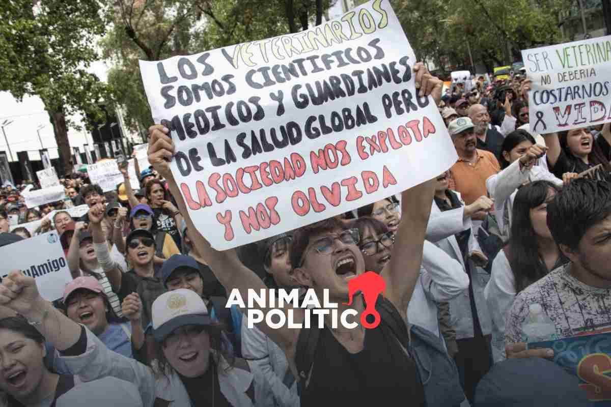 Protestan veterinarios en CDMX tras asesinato de colega; exigen alto a las extorsiones y a la violencia física y digital