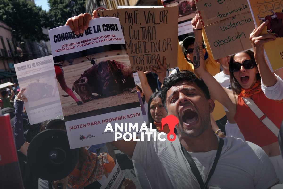 Aplazan discusión sobre prohibición de corridas de toros en CDMX; prevén votar iniciativa el 18 de marzo