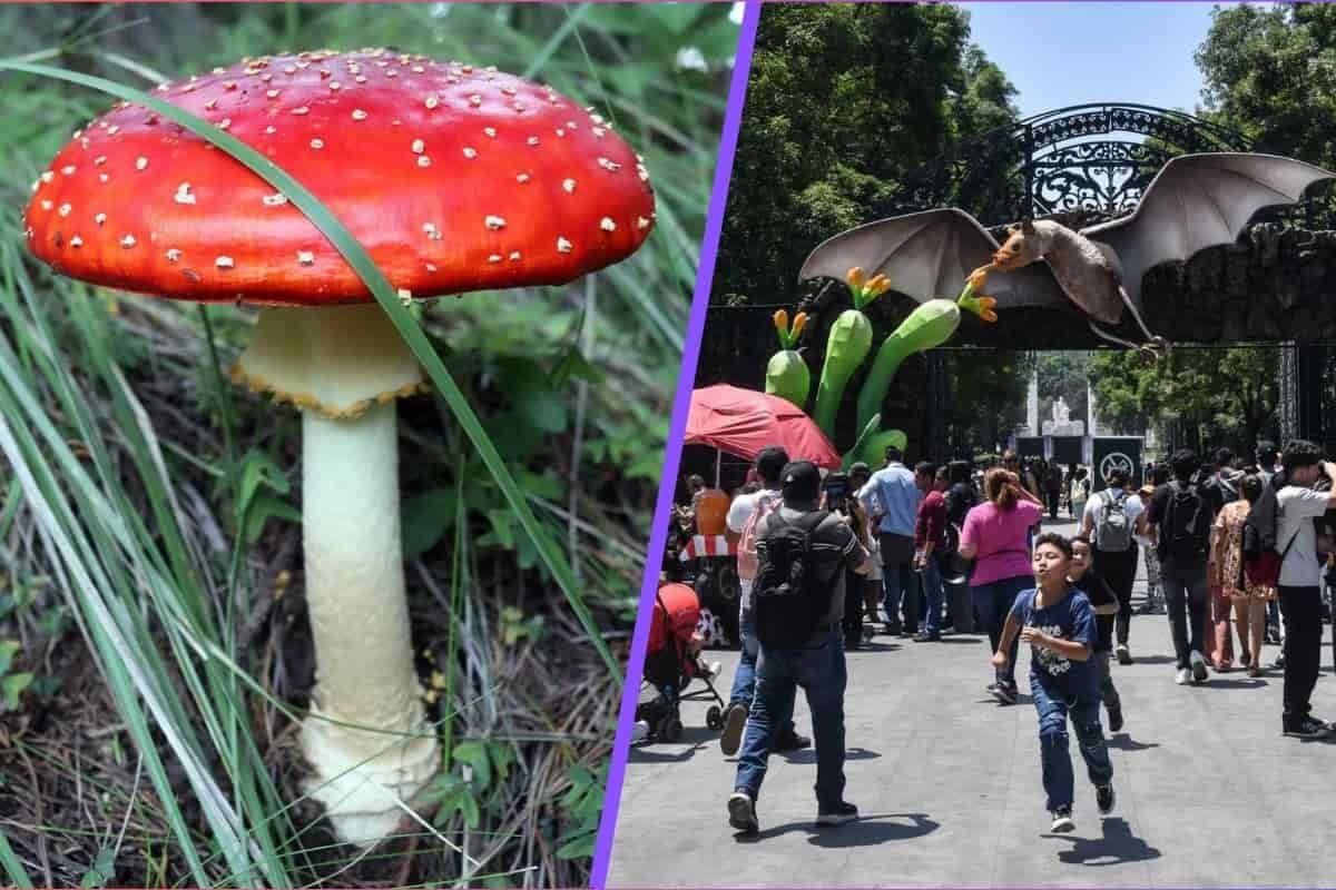 ¡Hongos gigantes en Chapultepec! Todo sobre el Festival del Bosque 2025