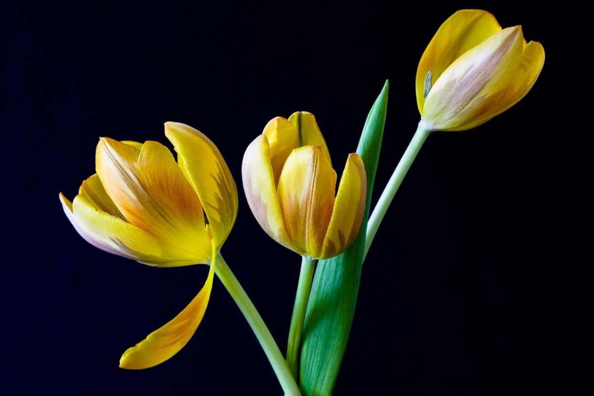 ¿Por qué se regalan flores amarillas el 21 de marzo? Te contamos la razón