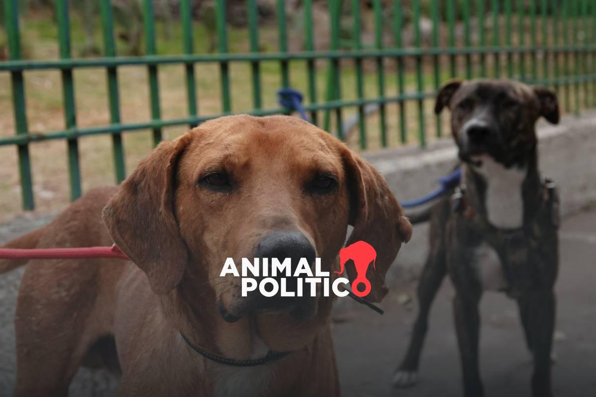 Chiapas endurece castigos por maltrato animal con multas y cárcel hasta por 5 años 