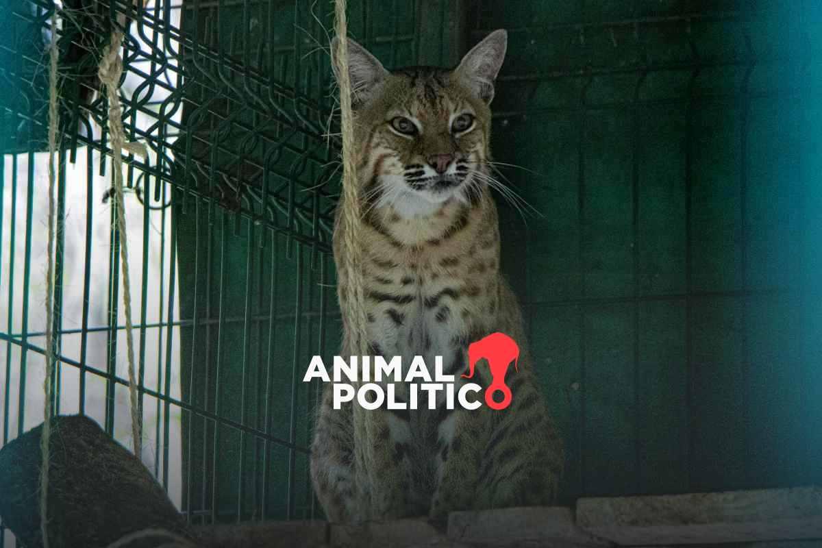 Los linces vendidos como gatos domésticos que son rehabilitados en un centro de rescate en México