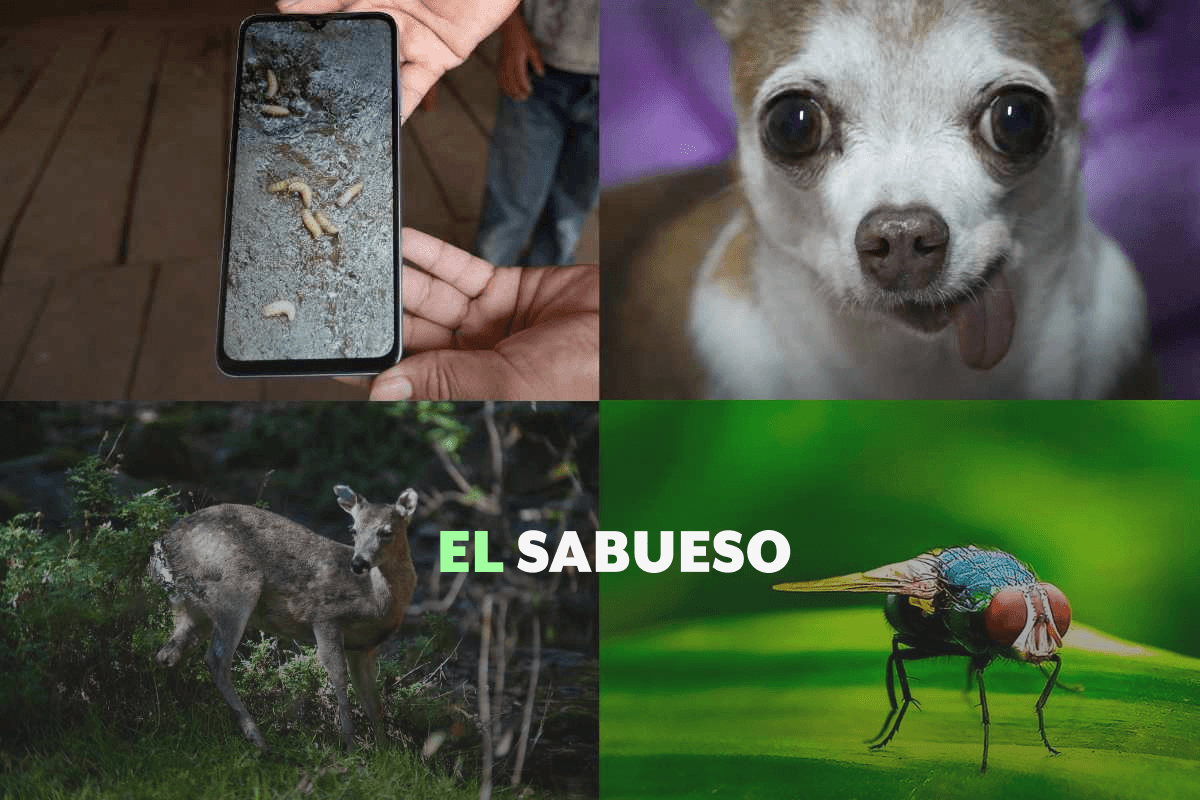 Gusano barrenador: ¿cómo prevenir el contagio de tu mascota y qué hacer si ya se infectó?