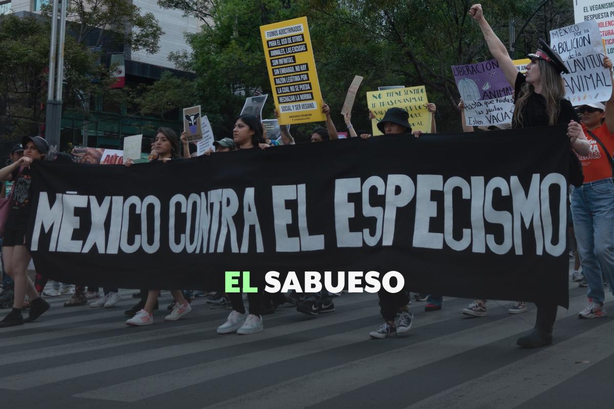 ¿Qué es el antiespecismo? El debate que cuestiona la relación entre humanos y animales 