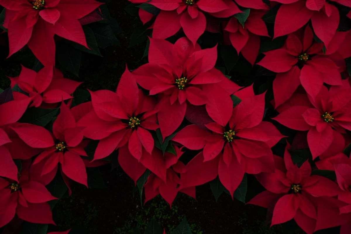 en-busca-de-nochebuenas-checa-estos-puntos-de-venta-en-cdmx