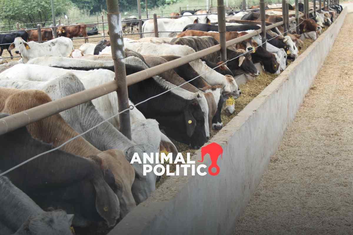 México pierde 700 mdd por cierre de frontera en EU por gusano barrenador, advierten ganaderos