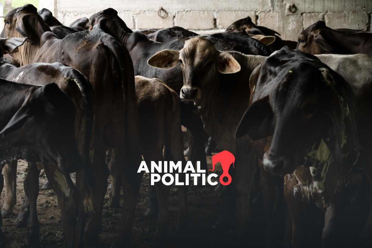 ganaderos-acuerdan-con-agricultura-reforzar-acciones-contra-gusano-barrenador