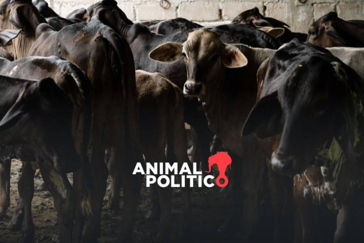 Agricultura amplía a nivel nacional el dispositivo para erradicar la plaga de gusano barrenador