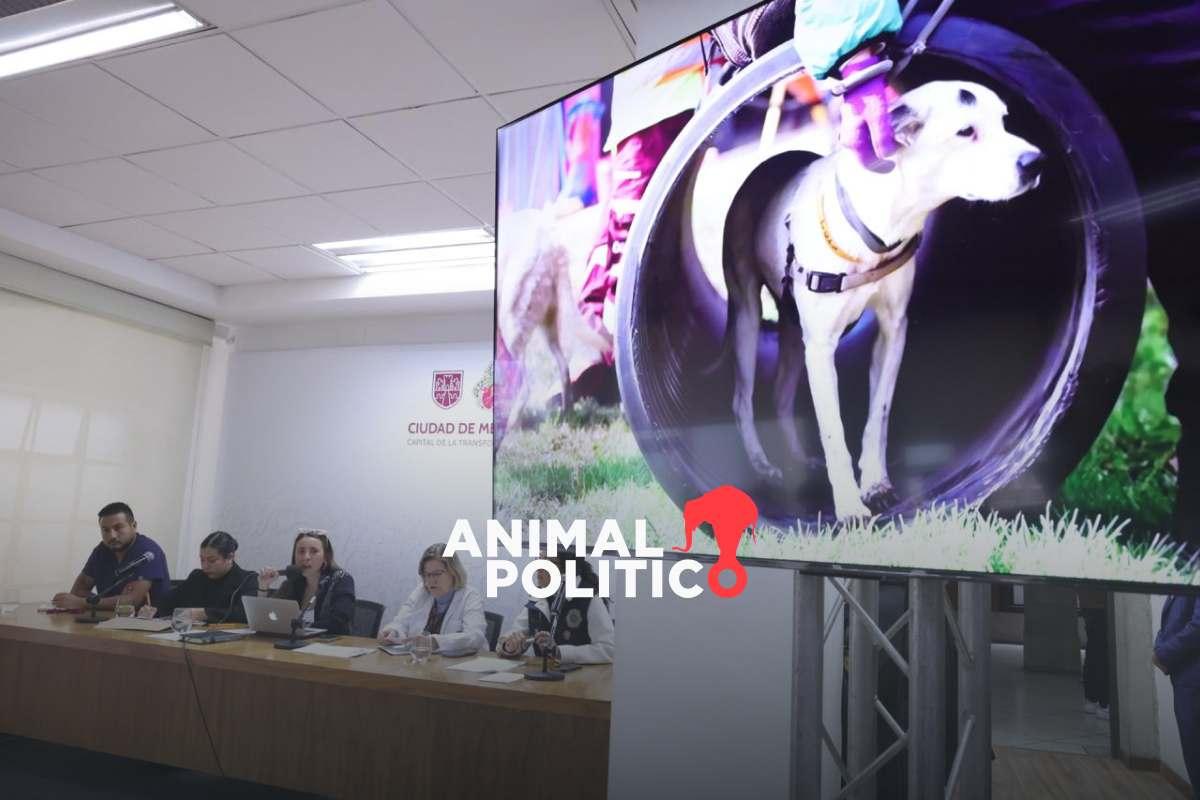 Caso Refugio Franciscano: seis perros murieron y 171 se encuentran en estado delicado, informa gobierno de CDMX