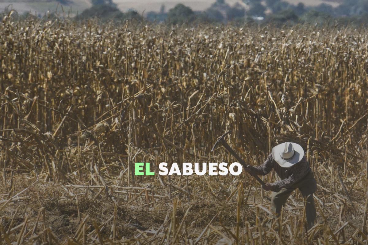 México es una potencia en la producción de alimentos, pero no garantiza la nutrición