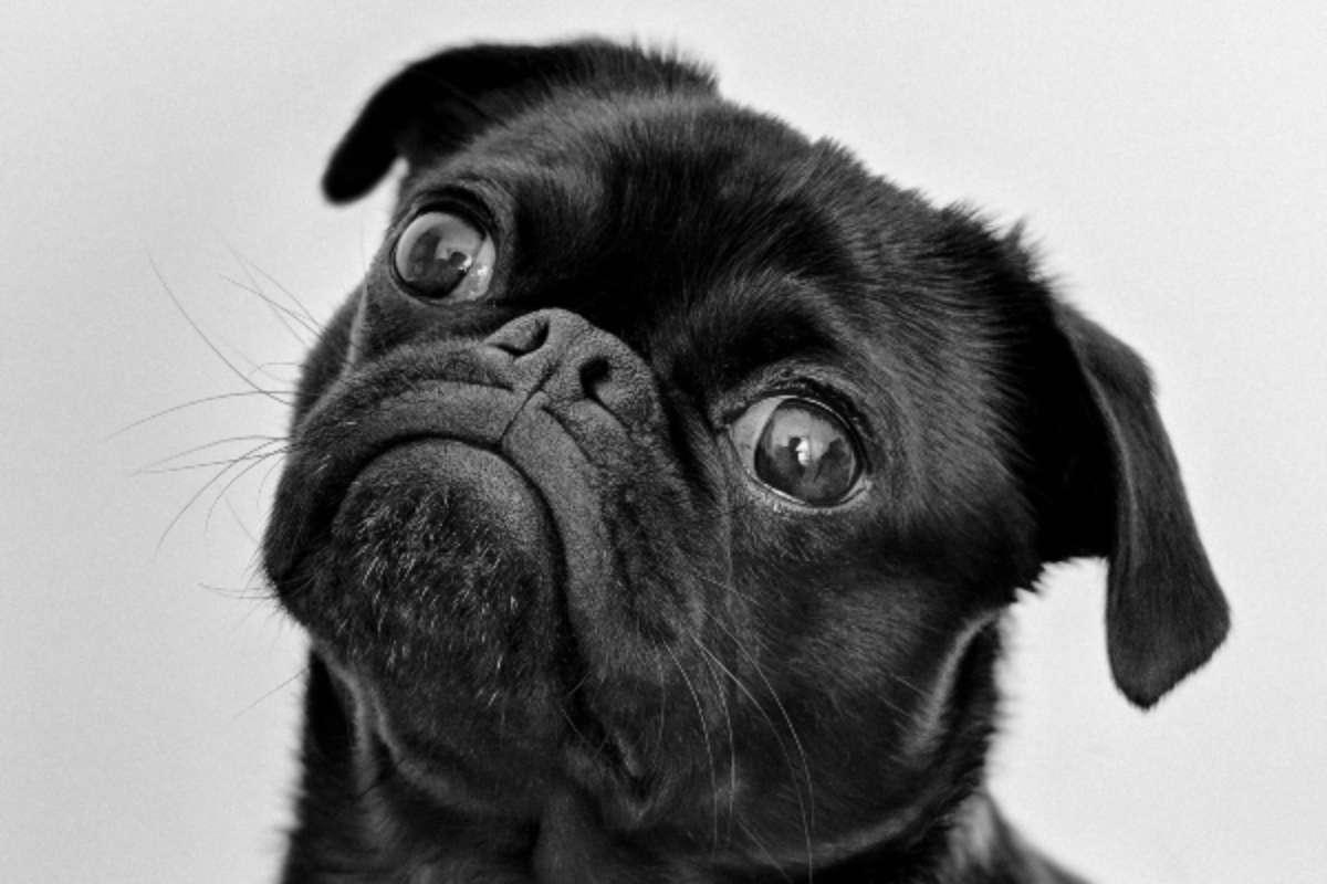 ¿Los perros pueden aprender palabras al escuchar conversaciones? Esto revela este estudio