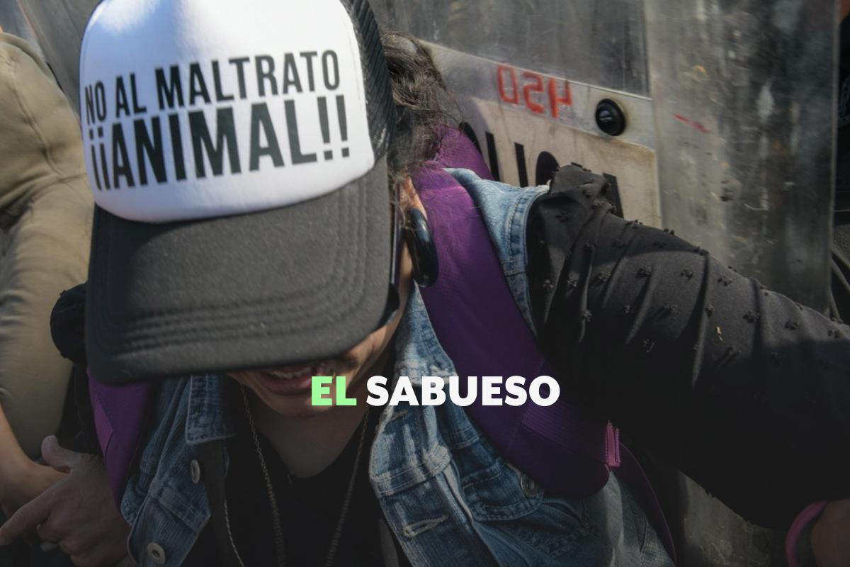 ¿Cómo protege la legislación mexicana a los animales? Activistas exigen homogeneización de normas y mayor atención a refugios