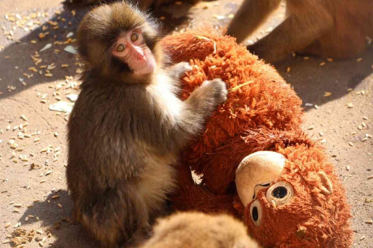 Imagen: Punch, el changuito que está causando furor, ternura y una que otra lágrima en internet