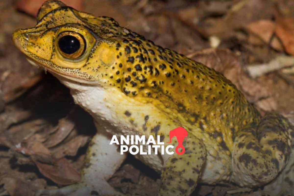 conoces-sapo-concho-aparecio-super-bowl-bad-bunny