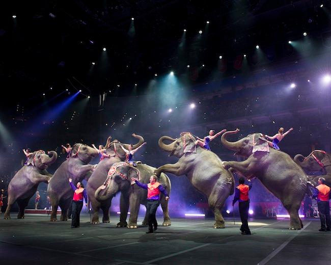 Circo sin animales es decisión de congresos locales, dice Profepa