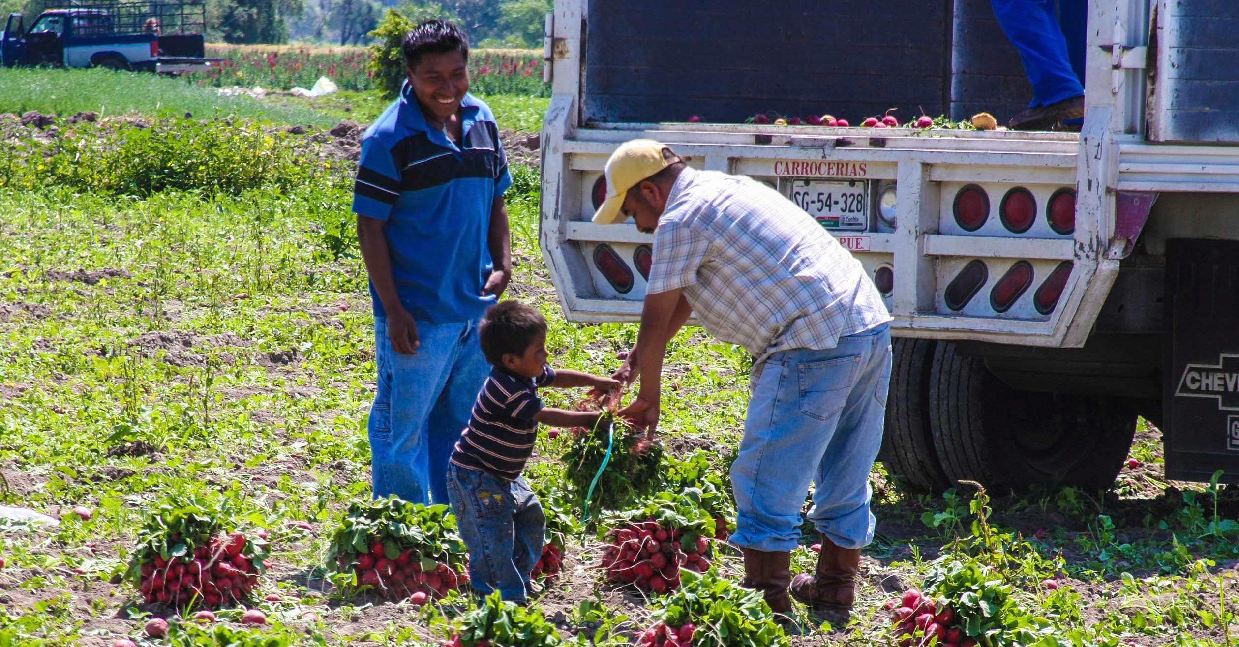 México, el segundo con más casos de trabajo infantil en Latinoamérica