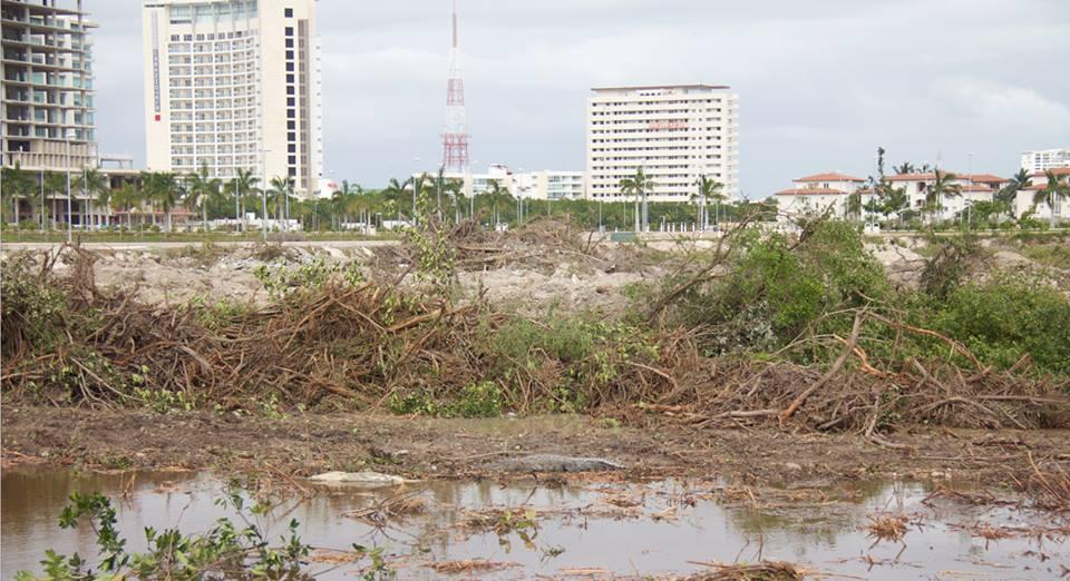 Una esperanza para el manglar Tajamar: juez ordena la suspensión de las obras