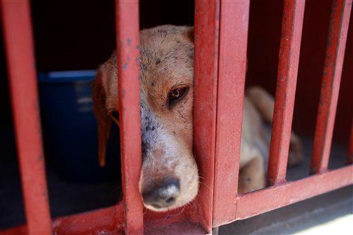 Darán hasta 4 años de cárcel a quien maltrate un animal en Puebla