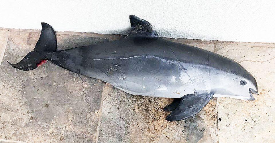Boicot al camarón para salvar a la vaquita marina, un tiro de gracia a comunidades: pescadores