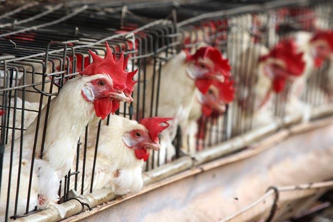 Gripe aviar deja pérdidas por 50 millones de dólares