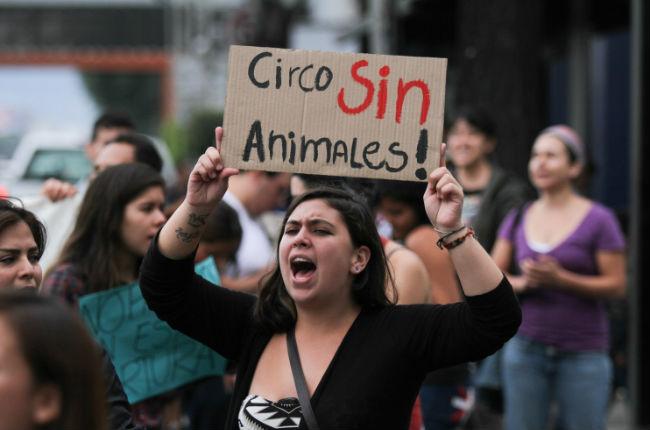 San Luis Potosí, el 12º estado en México en prohibir circos con animales