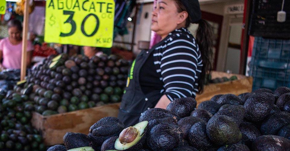 Crisis verde en Guerrero: Productores de aguacate ganan hasta 70% menos por pandemia