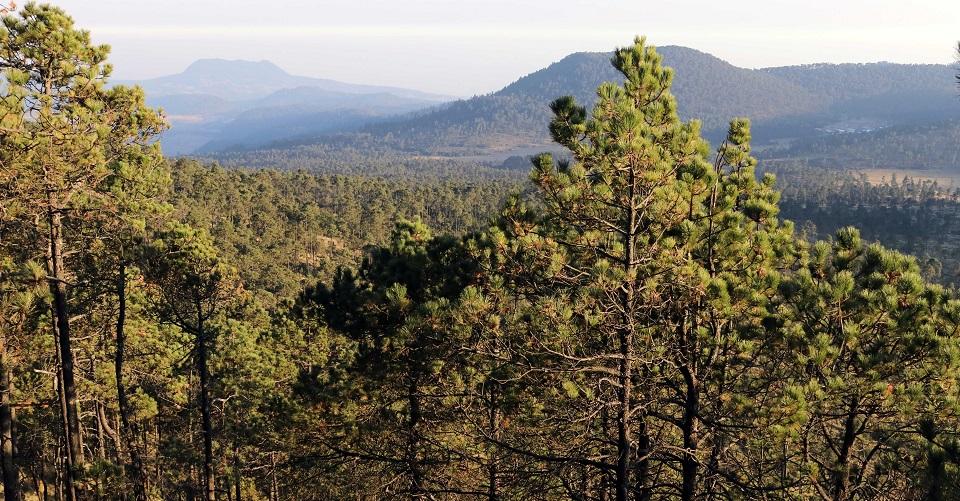 México, el sexto país más peligroso para defensores del medio ambiente; hubo 14 asesinatos en 2018