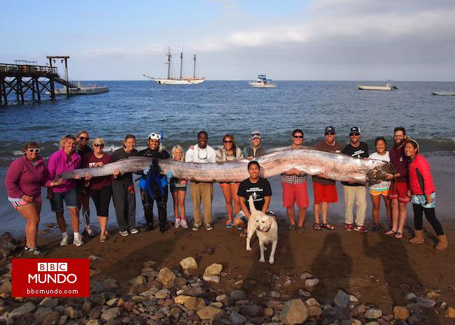 Las misteriosas “serpientes marinas gigantes” que intrigan a los científicos
