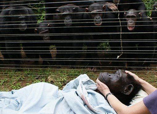 ¿Cómo reaccionan los animales ante la muerte?