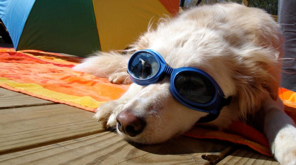 ¡Cuida a tu perro estas vacaciones!