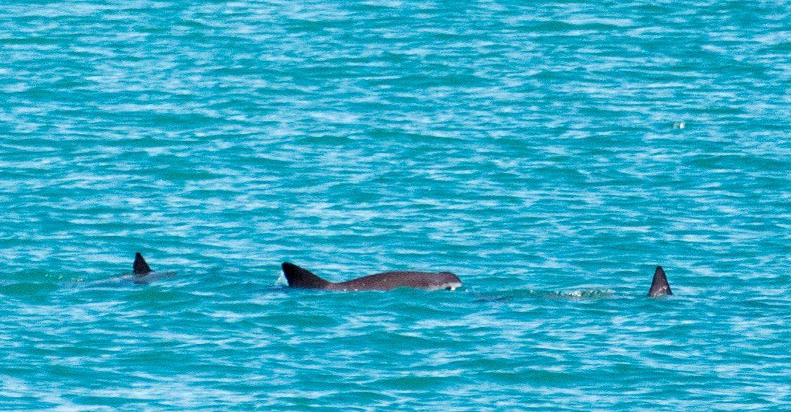 ‘Hogar’ de la vaquita marina es declarado por la Unesco como Patrimonio Mundial en peligro