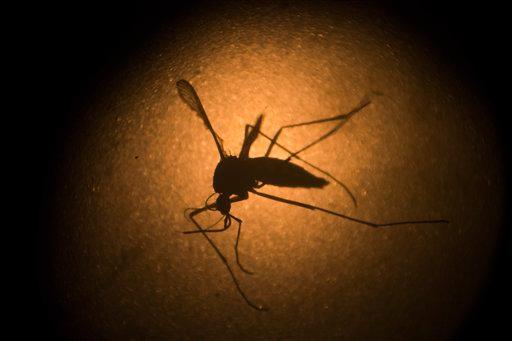 La OMS declara al virus del zika como emergencia internacional