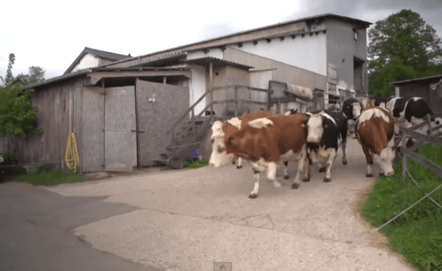 A estas vacas les salvaron la vida.. ¡y así de felices se pusieron!