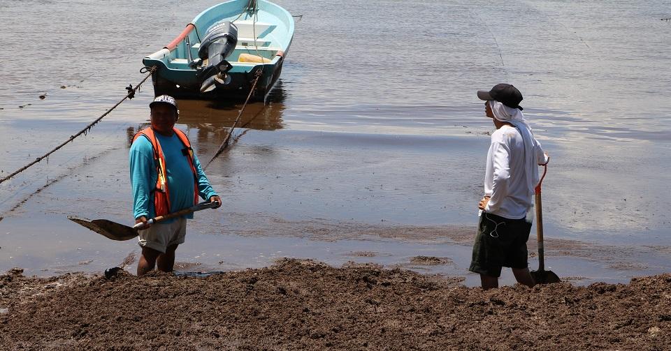 Se necesitan más de 3 mil mdp para limpiar sargazo, calcula Turismo de Qroo; Marina solo invertirá 52 mdp