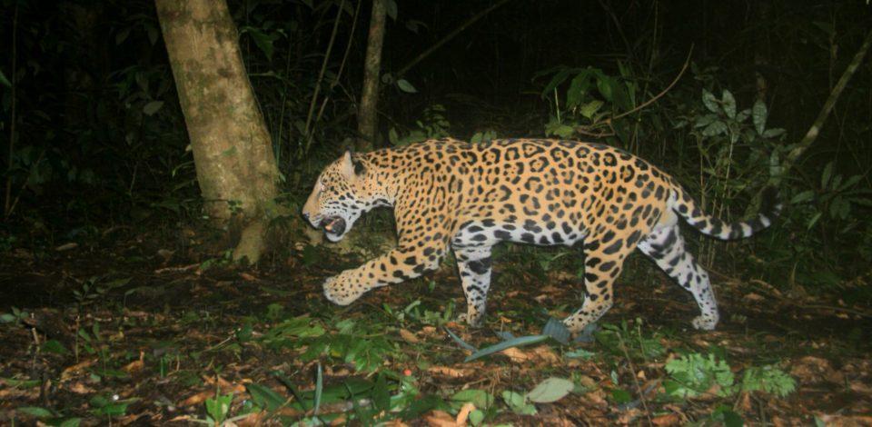 Pac-man, el jaguar que delató a traficantes chinos en México