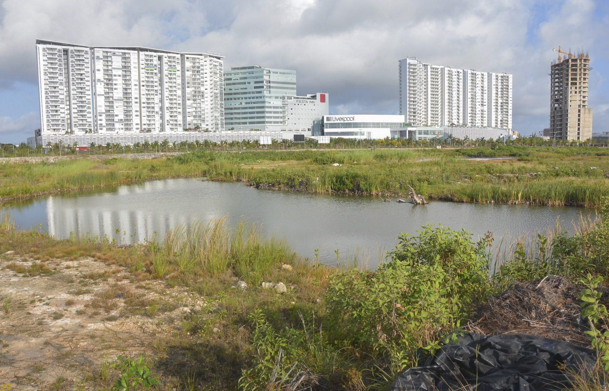 Ordena tribunal reforestar manglar Tajamar en Cancún