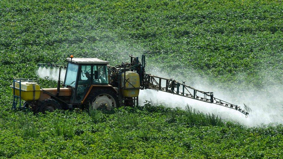 Demanda a Monsanto: ¿qué es el glifosato y qué tan riesgoso es el uso de este herbicida en los cultivos?