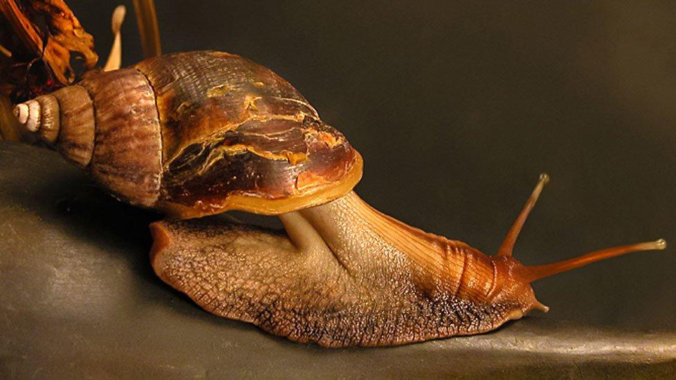 Cómo un caracol común y corriente cambió el curso de la historia legal