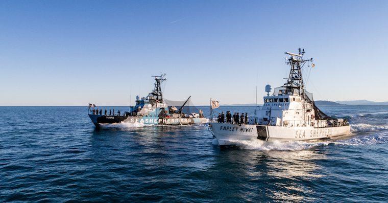 COVID-19 obliga a científicos a suspender vigilancia de las últimas vaquitas marinas