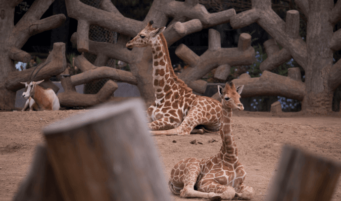 Jirafifíta, así se llamará la jirafa bebé de Chapultepec; la especie está en peligro de extinción