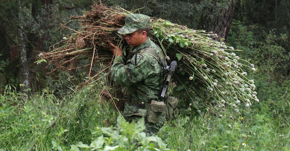 Ejército vs el narco: bajan los decomisos de droga y dinero; repuntan muertes de soldados