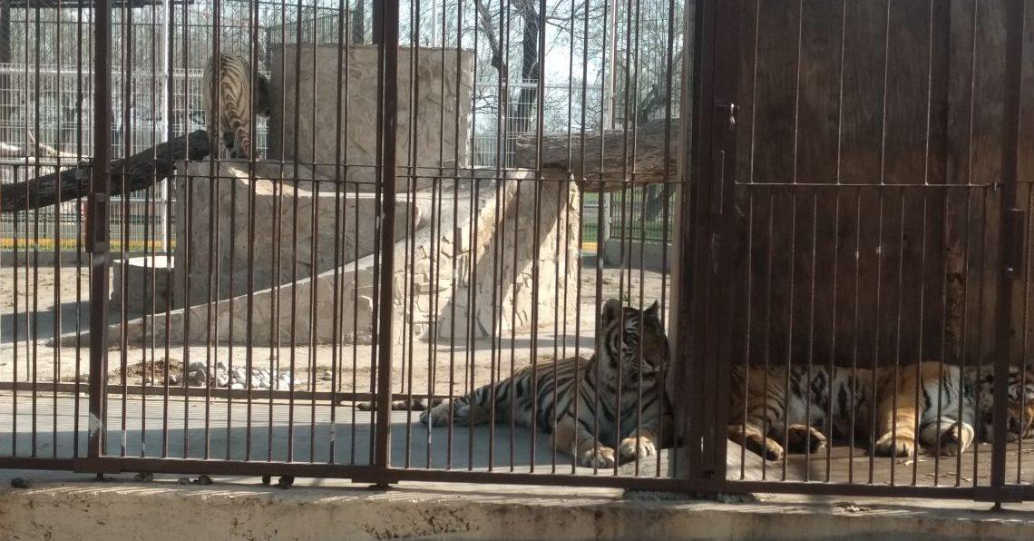 Un zoológico de Tamaulipas tenía a 97 animales sin agua y sin comida