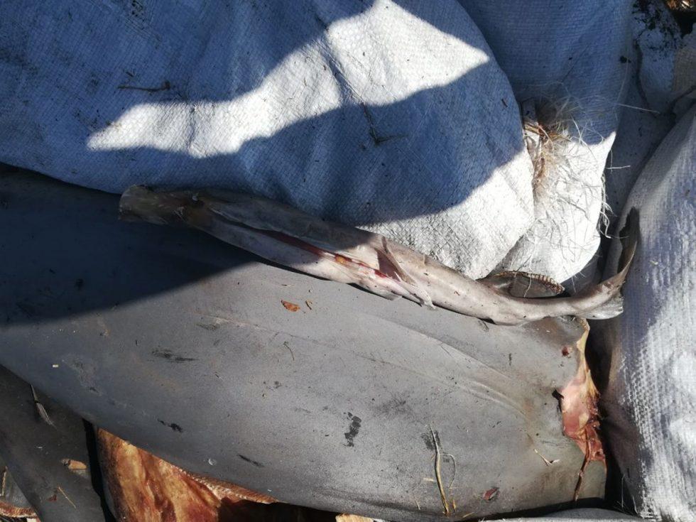¿Por qué había restos de 300 tiburones en una carretera de Michoacán? Esto dicen autoridades