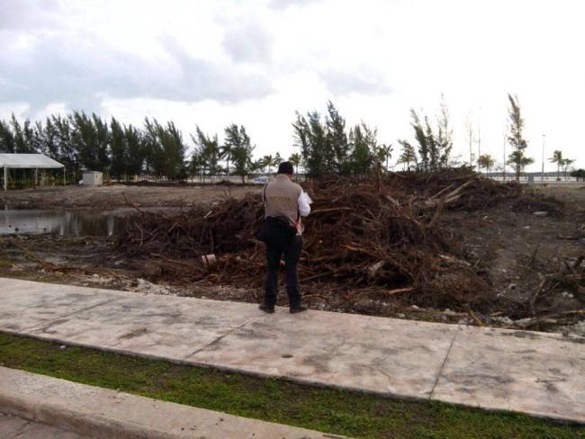 Juez suspende audiencia sobre Manglar Tajamar; Profepa inspecciona el daño