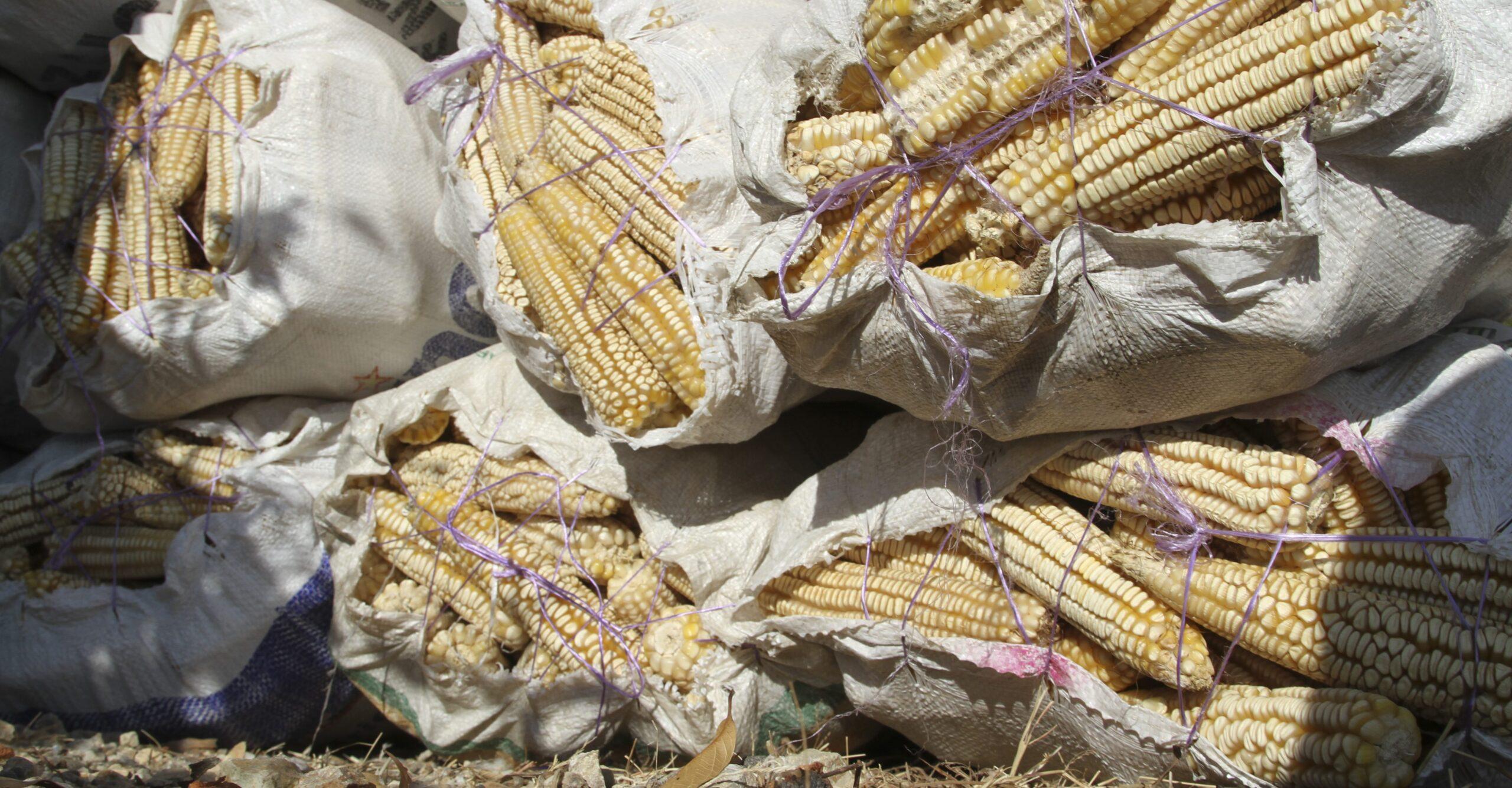 El maíz indígena: ¿de quién son los derechos sobre la planta “milagrosa” de México?