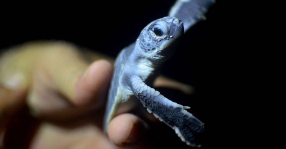 La historia de la familia que está salvando a las tortugas del Golfo de México