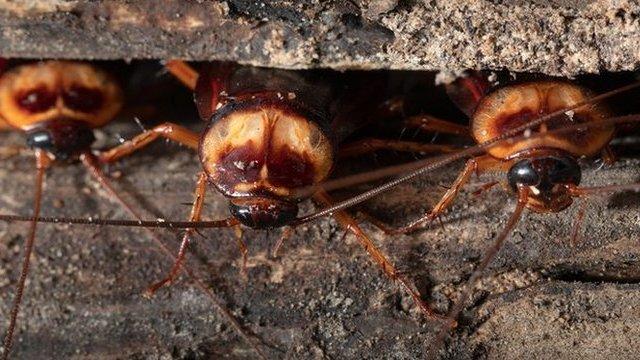 Cómo el cambio climático propicia las plagas de cucarachas y moscas