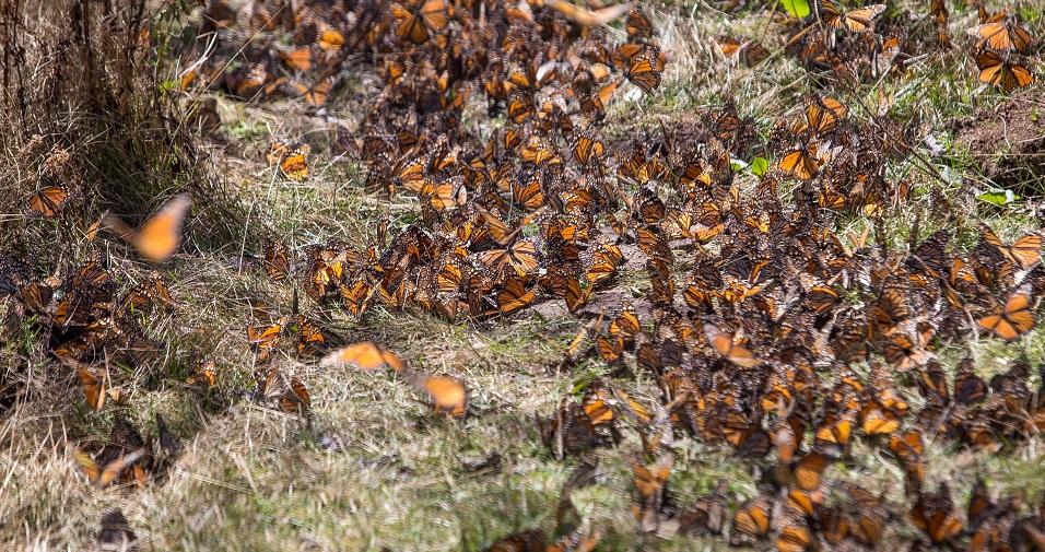 Baja 25% la degradación forestal en la Reserva de la Biósfera de la Mariposa Monarca 