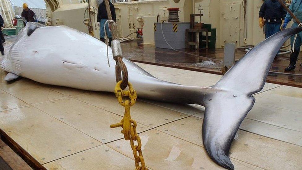 Por qué Japón insiste en cazar ballenas contra la opinión de gran parte del mundo