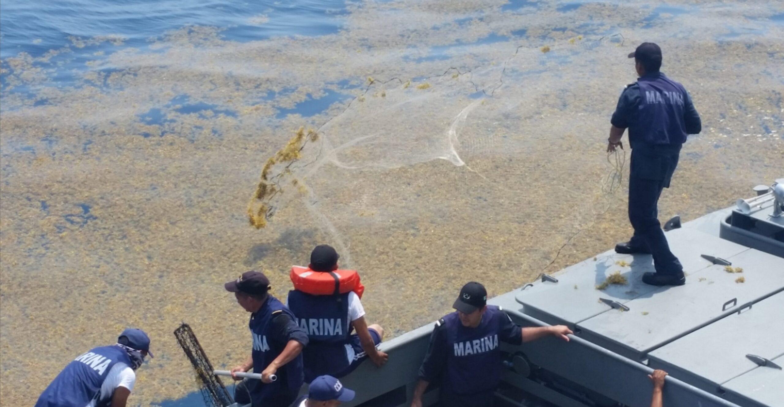 Más de 26 mil toneladas de sargazo han sido retiradas de las playas mexicanas: Secretaría de Marina
